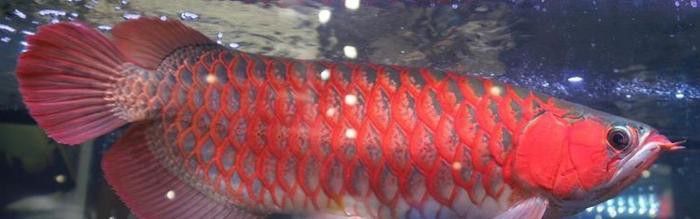 金龍魚(yú)和食人魚(yú)哪個(gè)好