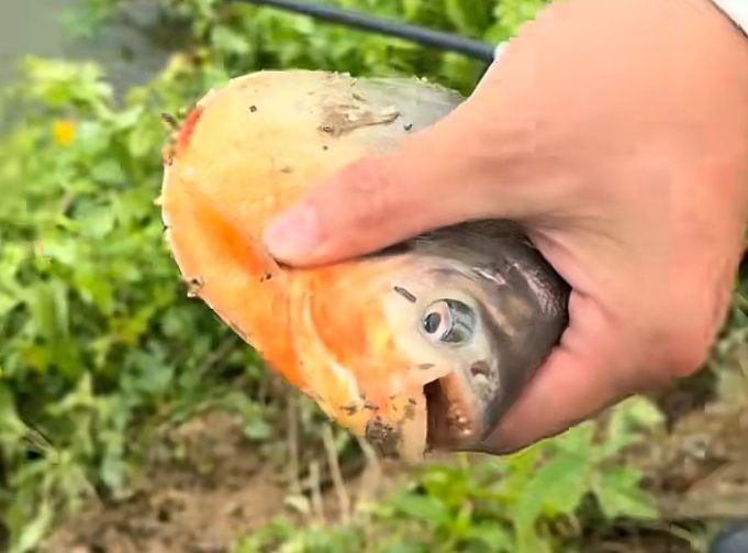 金龍魚(yú)和食人魚(yú)哪個(gè)好