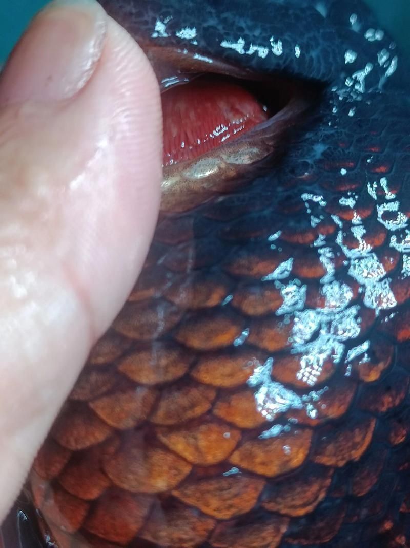 龍魚爛鰓圖片