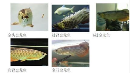 龍魚產品有幾種品種（如何辨別龍魚品種及種及種類）