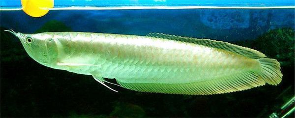 銀龍魚活食安全性評估：銀龍魚活食安全性評估顯示，