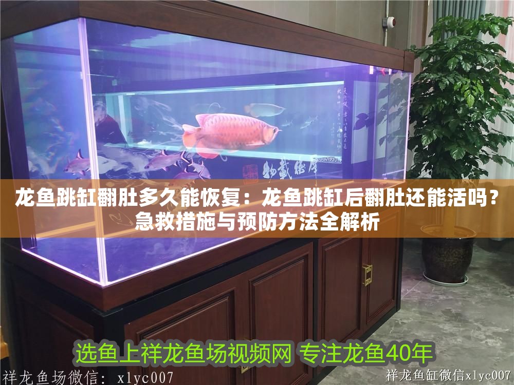 龍魚跳缸翻肚多久能恢復(fù)：龍魚跳缸后翻肚還能活嗎？急救措施與預(yù)防方法全解析 龍魚跳缸翻肚多久能恢復(fù)：龍魚跳缸后翻肚還能活嗎？急救措施與預(yù)防方法全解析 龍魚百科 第1張