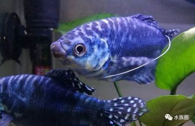 黃色的曼龍魚魚鰭變藍怎么回事【如何判斷黃色曼龍魚魚鰭變藍是否正常】 龍魚百科 第2張 黃色的曼龍魚魚鰭變藍怎么回事【如何判斷黃色曼龍魚魚鰭變藍是否正常】 黃色的曼龍魚魚鰭變藍怎么回事【如何判斷黃色曼龍魚魚鰭變藍是否正常】 龍魚百科 第2張