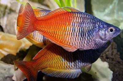 黃色的曼龍魚魚鰭變藍怎么回事【如何判斷黃色曼龍魚魚鰭變藍是否正常】 龍魚百科 第3張 黃色的曼龍魚魚鰭變藍怎么回事【如何判斷黃色曼龍魚魚鰭變藍是否正常】 黃色的曼龍魚魚鰭變藍怎么回事【如何判斷黃色曼龍魚魚鰭變藍是否正常】 龍魚百科 第3張