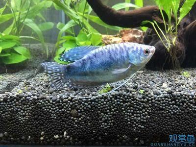黃色的曼龍魚魚鰭變藍怎么回事【如何判斷黃色曼龍魚魚鰭變藍是否正常】 龍魚百科 第5張 黃色的曼龍魚魚鰭變藍怎么回事【如何判斷黃色曼龍魚魚鰭變藍是否正常】 黃色的曼龍魚魚鰭變藍怎么回事【如何判斷黃色曼龍魚魚鰭變藍是否正常】 龍魚百科 第5張
