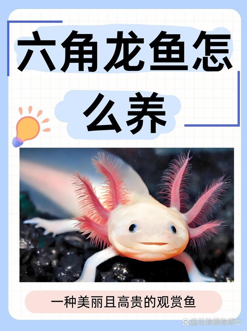 六角龍魚混養(yǎng)需要多長時(shí)間適應(yīng)？