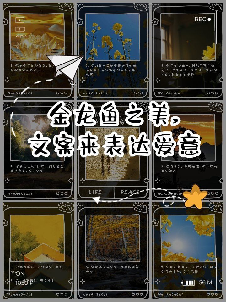 金龍魚宣傳語