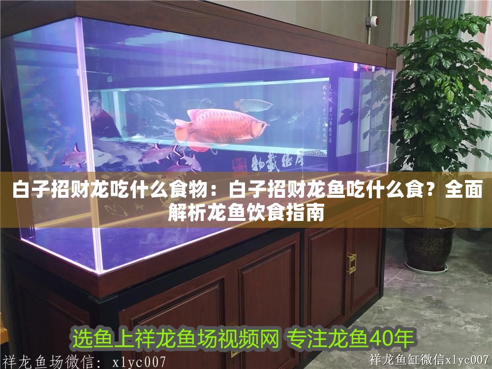 白子招財(cái)龍吃什么食物：白子招財(cái)龍魚吃什么食？全面解析龍魚飲食指南