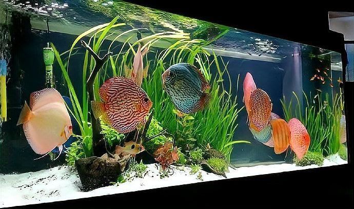 魚缸最佳尺寸一覽表 龍魚百科 第9張 魚缸最佳尺寸一覽表 魚缸最佳尺寸一覽表 龍魚百科 第9張