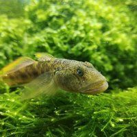 魚缸最佳尺寸一覽表 龍魚百科 第14張 魚缸最佳尺寸一覽表 魚缸最佳尺寸一覽表 龍魚百科 第14張