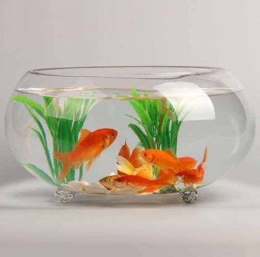 魚缸最佳尺寸一覽表 龍魚百科 第11張 魚缸最佳尺寸一覽表 魚缸最佳尺寸一覽表 龍魚百科 第11張