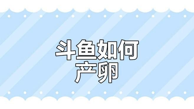 如何判斷白子招財龍是否發情？