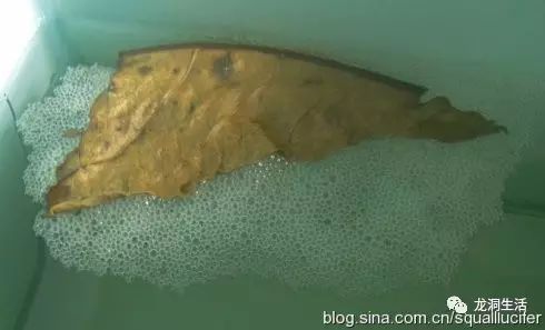 如何判斷白子招財龍是否發情？