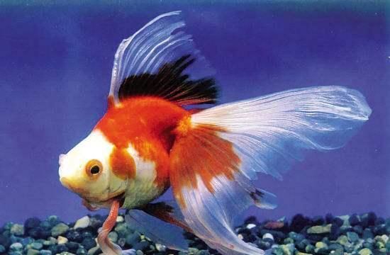金龍魚為什么沒人吃：為什么金龍魚會落得無人問津的田地？ 金龍魚為什么沒人吃：為什么金龍魚會落得無人問津的田地？ 龍魚百科 第1張