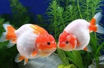 金龍魚為什么沒人吃：為什么金龍魚會落得無人問津的田地？ 金龍魚為什么沒人吃：為什么金龍魚會落得無人問津的田地？ 龍魚百科 第2張