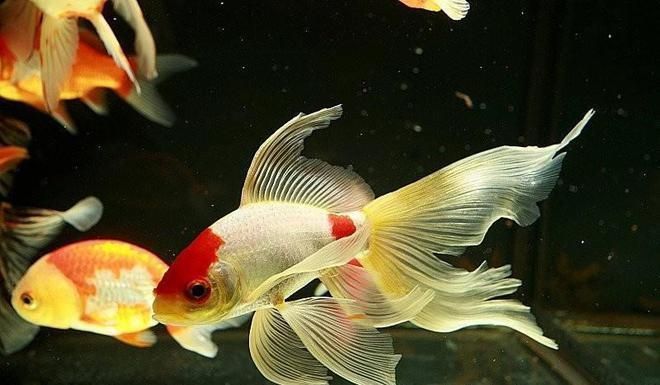 金龍魚為什么沒人吃：為什么金龍魚會落得無人問津的田地？ 金龍魚為什么沒人吃：為什么金龍魚會落得無人問津的田地？ 龍魚百科 第4張