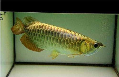 金龍魚最長壽命是多少 金龍魚最長壽命是多少 龍魚百科 第4張