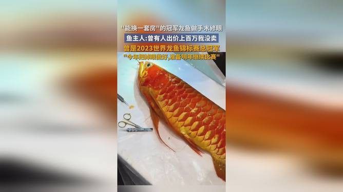 杭州龍魚搬遷最新消息新聞視頻