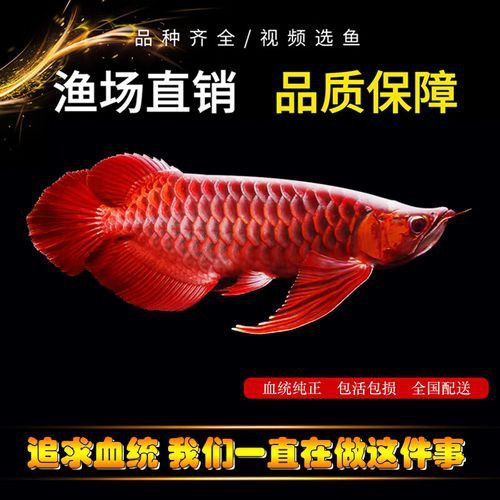 如何選擇適合超血紅龍魚的魚缸？ 如何選擇適合超血紅龍魚的魚缸？ 龍魚百科 第2張