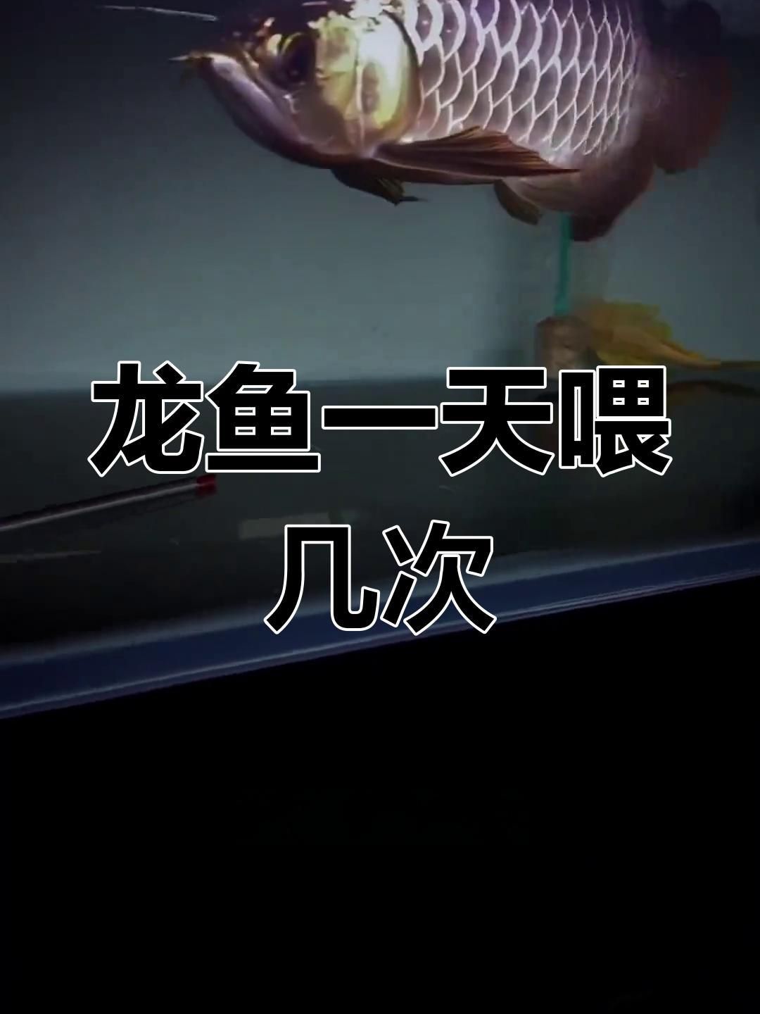 龍魚的最佳投喂頻率 龍魚的最佳投喂頻率 龍魚百科 第2張