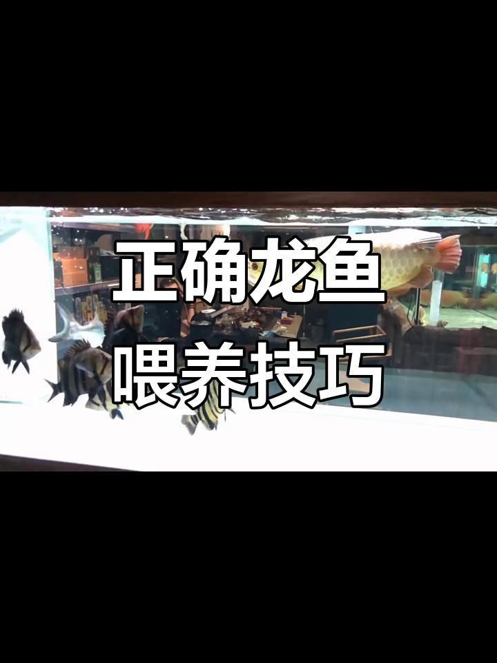龍魚的最佳投喂頻率 龍魚的最佳投喂頻率 龍魚百科 第9張