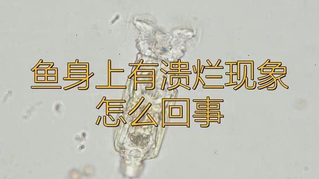 龍魚爛身病有哪些癥狀？ 龍魚爛身病有哪些癥狀？ 龍魚百科 第3張