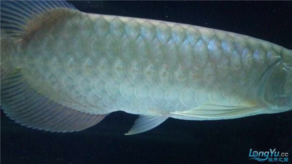 龍魚爛身病有哪些癥狀？ 龍魚爛身病有哪些癥狀？ 龍魚百科 第5張