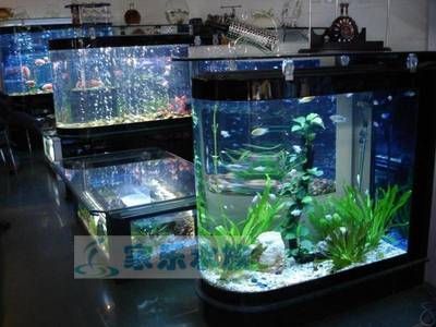 龍魚身上有白色絮狀物，放鹽能好嗎：龍魚身上出現白色絮狀物放鹽能好嗎，龍魚放鹽能好嗎