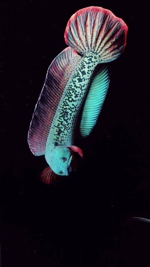 哪個雷龍魚好看又漂亮 哪個雷龍魚好看又漂亮 龍魚百科 第4張