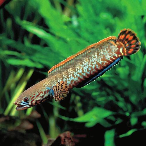 哪個雷龍魚好看又漂亮 哪個雷龍魚好看又漂亮 龍魚百科 第6張