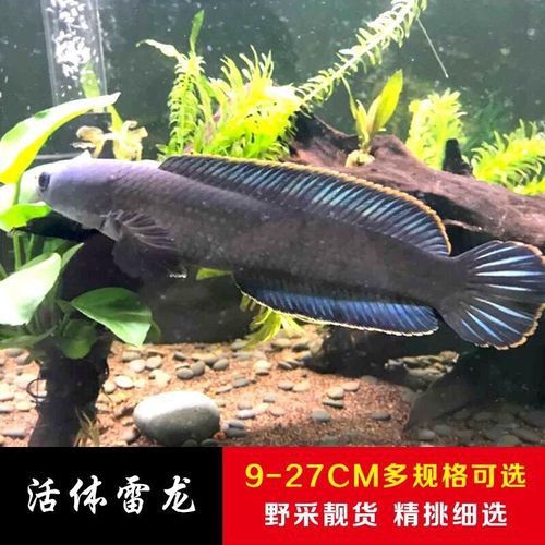 哪個雷龍魚好看又漂亮 哪個雷龍魚好看又漂亮 龍魚百科 第8張