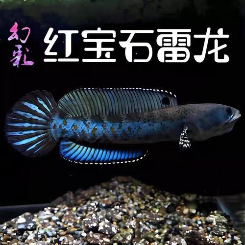 哪個雷龍魚好看又漂亮 哪個雷龍魚好看又漂亮 龍魚百科 第7張