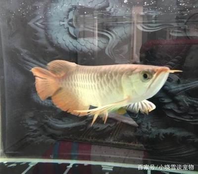 龍魚哪里的好養(yǎng)活（如何選擇龍魚養(yǎng)殖地點(diǎn)）