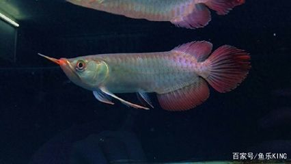 龍魚用什么顏色的燈光養好：養龍魚時選擇正確的燈光非常重要，龍魚燈光選擇詳細指南
