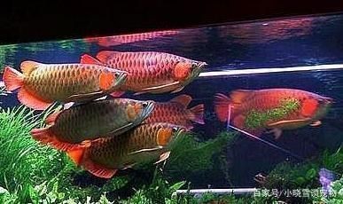 龍魚用什么顏色的燈光養(yǎng)好：養(yǎng)龍魚時選擇正確的燈光非常重要，龍魚燈光選擇詳細指南