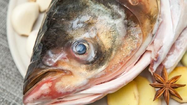 龍魚鰓蓋小洞需要哪些藥物治療？
