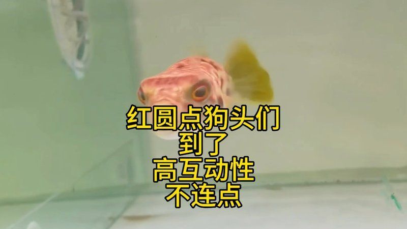 奈及利亞紅點狗頭多錢