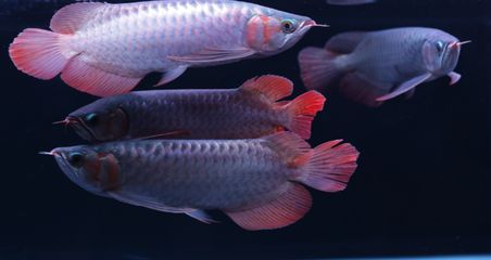 龍魚底色怎么看，如何挑選優(yōu)質(zhì)龍魚 龍魚底色怎么看，如何挑選優(yōu)質(zhì)龍魚 龍魚百科 第4張