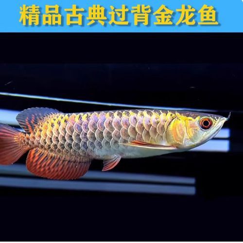 哪里買金龍魚苗實惠又便宜