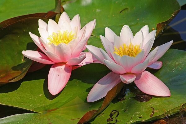 龍魚缸背景圖片大全超清 字畫高清：龍魚缸背景圖大全高清版，字畫清晰適用于家居裝飾 龍魚缸背景圖片大全超清 字畫高清：龍魚缸背景圖大全高清版，字畫清晰適用于家居裝飾 龍魚百科 第4張