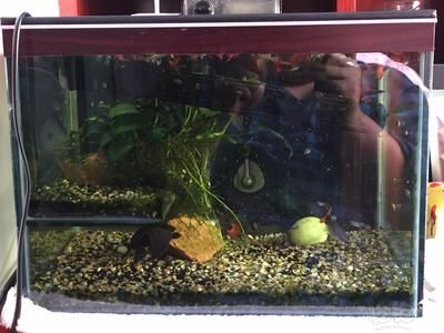 龍魚魚缸怎么清理污垢：龍魚魚缸怎么清理污垢，龍魚魚缸清理污垢的步驟和方法