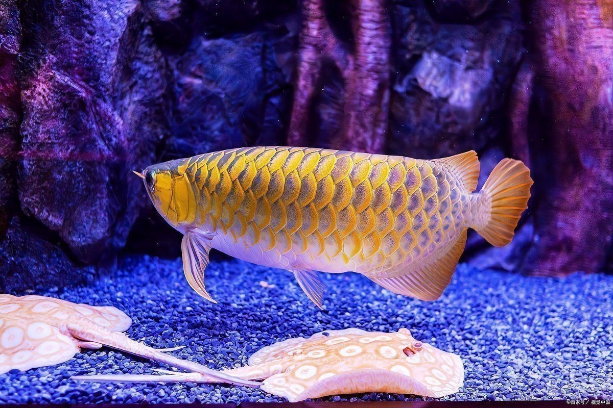 賽級龍魚最怕三個東西