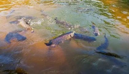 龍魚總是在水面游：為什么龍魚總是在水面游？