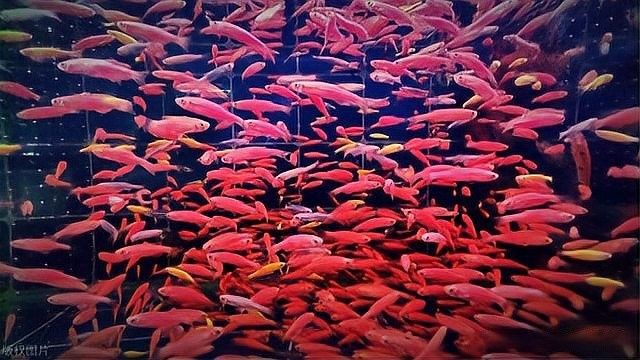 銀龍魚最近在缸中層游正常嗎