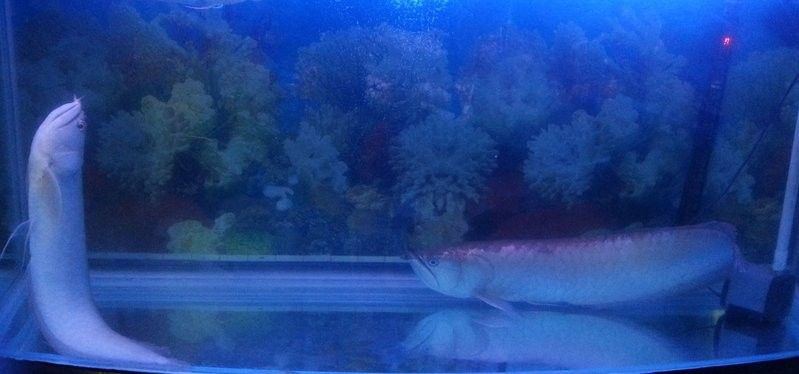 銀龍魚最近在缸中層游正常嗎