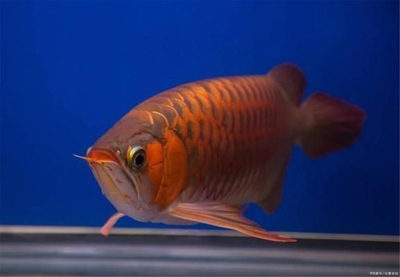 龍魚換水后沉底：龍魚換水后沉底怎么辦
