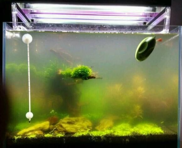 魚缸經常不換水會產生什么后果（如何正確維護魚缸水質）