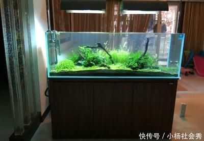 魚缸經常不換水會產生什么后果（如何正確維護魚缸水質）