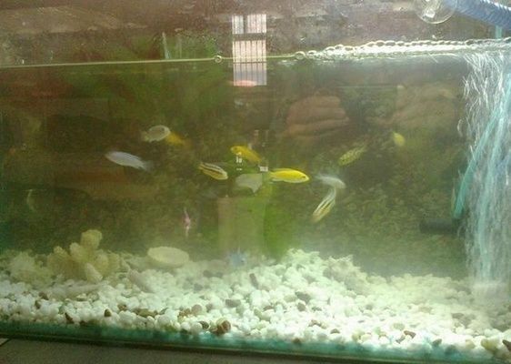 魚缸經常不換水會產生什么后果（如何正確維護魚缸水質）