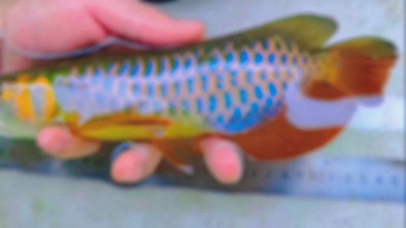 彩色金龍魚多少錢